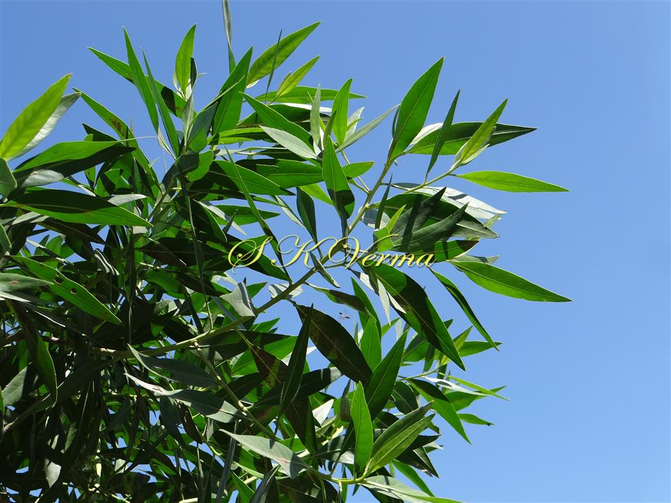  Branches with leaves